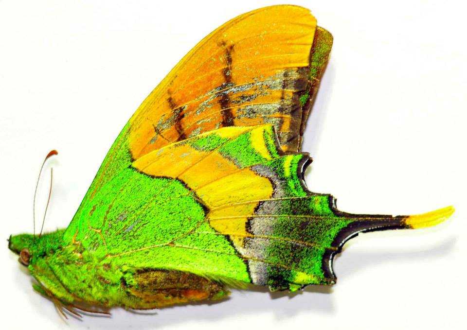 Teinopalpus sp. gynandromorph (Internet Image property of respective owner, non-commercial use only)
